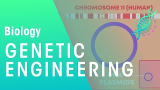 Genetic engineering | Genetics | Biology | FuseSchool