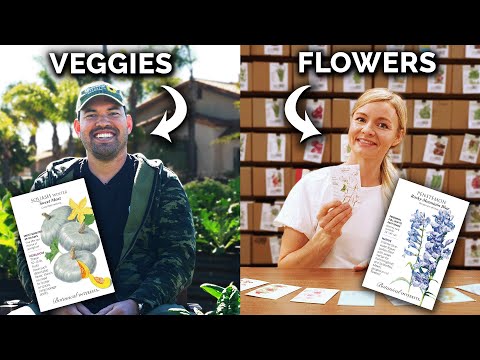 Vídeo: Informações de azevinho de inverno - Cuidando de arbustos de azevinho de inverno