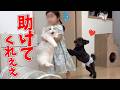 大好きな子猫を犬から必死に守ろうとする2歳の娘がこちらですw