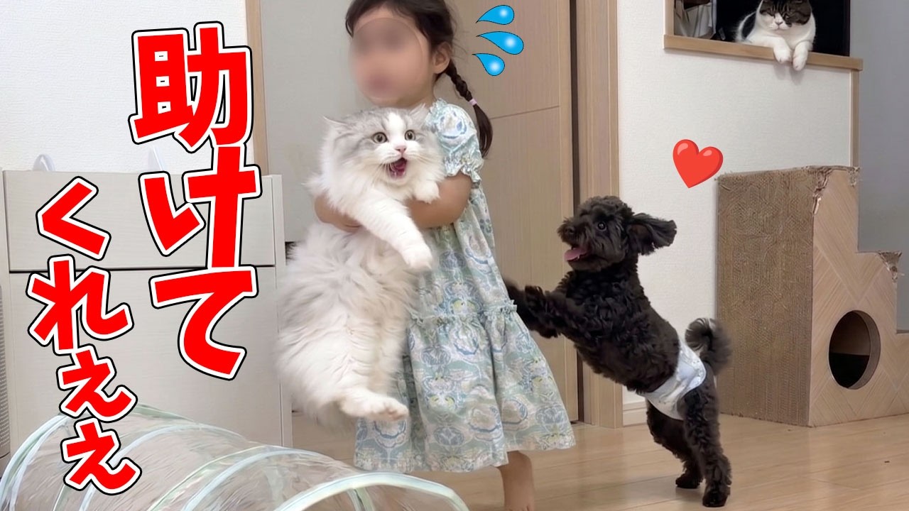Watch my 2-year-old daughter desperately try to protect her