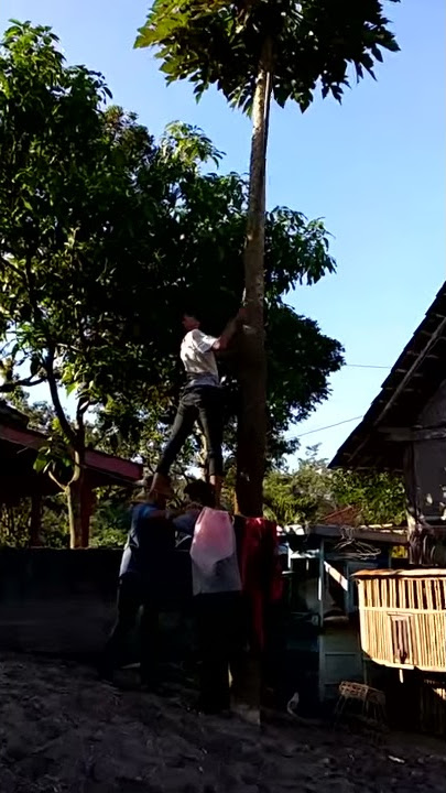 Video lucu - Tutorial panen pepaya - maling kates