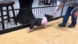 82-10 x gilt