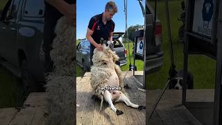 Confident Hands, Calm Sheep, Perfect Shear
