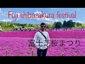 Fuji shibazakura festival #japan #fuji #flowers