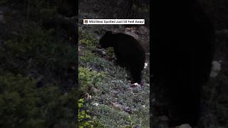 A rare look at a Black Bear in the wild — Up Close #Wildlife #BearEncounter