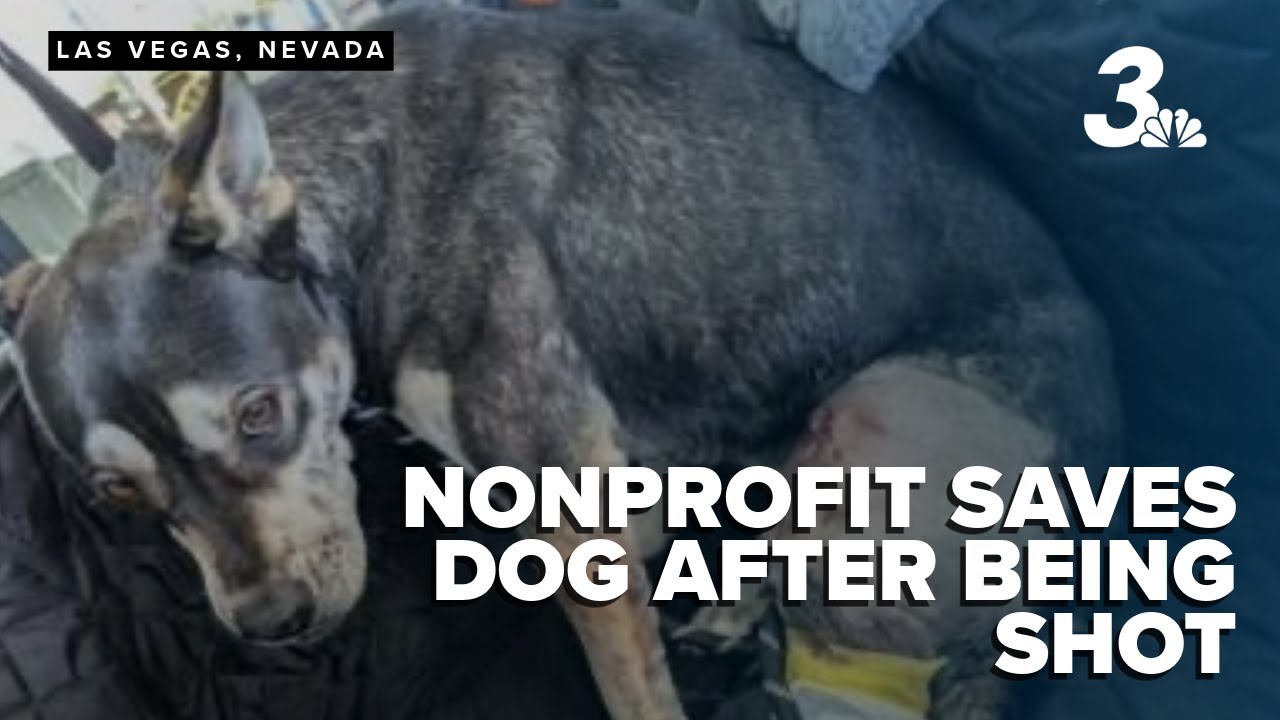 Las Vegas animal nonprofit rescues dog allegedly shot at by Barstow ...
