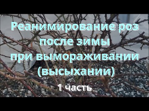 Реанимирование роз после зимы при вымораживании (высыхании) Питомник растений Е. Иващенко