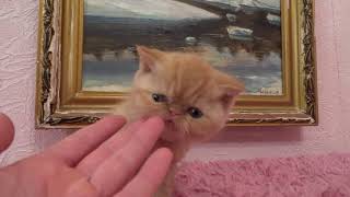 Red spotted Exotic shorthair kitten for sale Экзотический короткошерстный котенок на продажу Red spotted Exotic shorthair kitten for sale Экзотический короткошерстный котенок на продажу