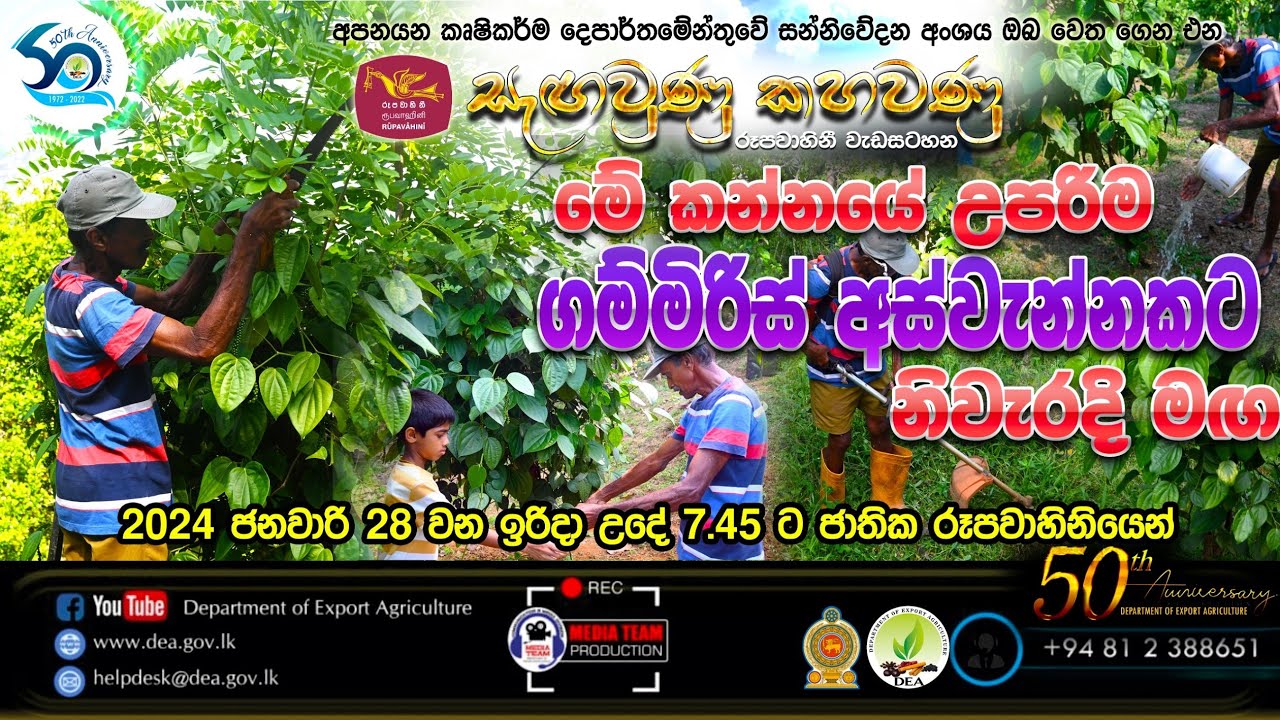 සැගවුණු කහවණු - මේ කන්නයේ උපරිම ගම්මිරිස් අස්වැන්නකට නිවැරදි මග