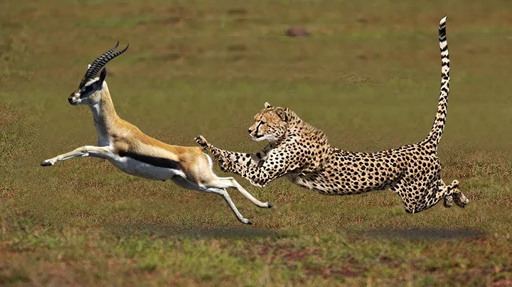 Most Amazing Big Cats Hunting Attack Compilation   Cheetah Lions Jaguar Leopard - DayDayNews