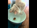 Maine coon kitten plays with water