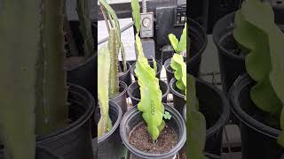 WINTER ROOTING AND GETTING READY FOR SPRING dragonfruitplant plants gardening