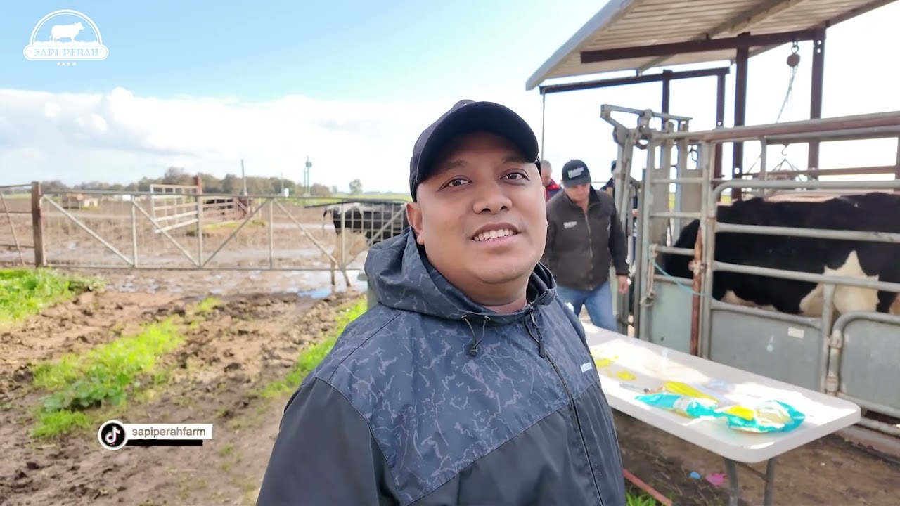 Road To Australia Blonjo Sapi