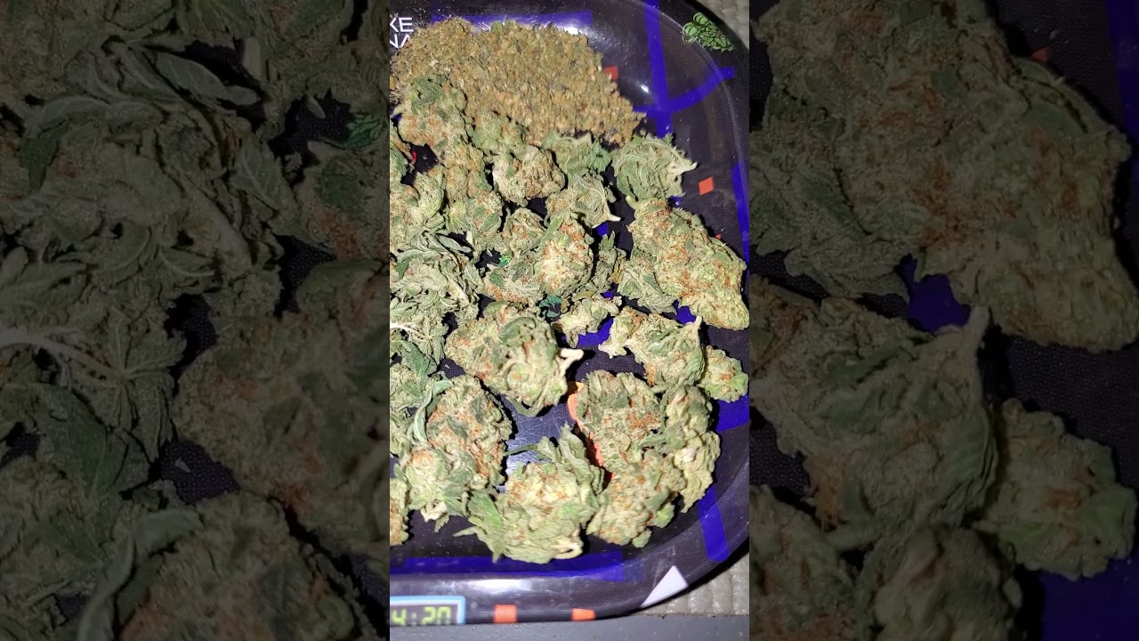 ☃️ lemon Hash Sour Diesel 🍋