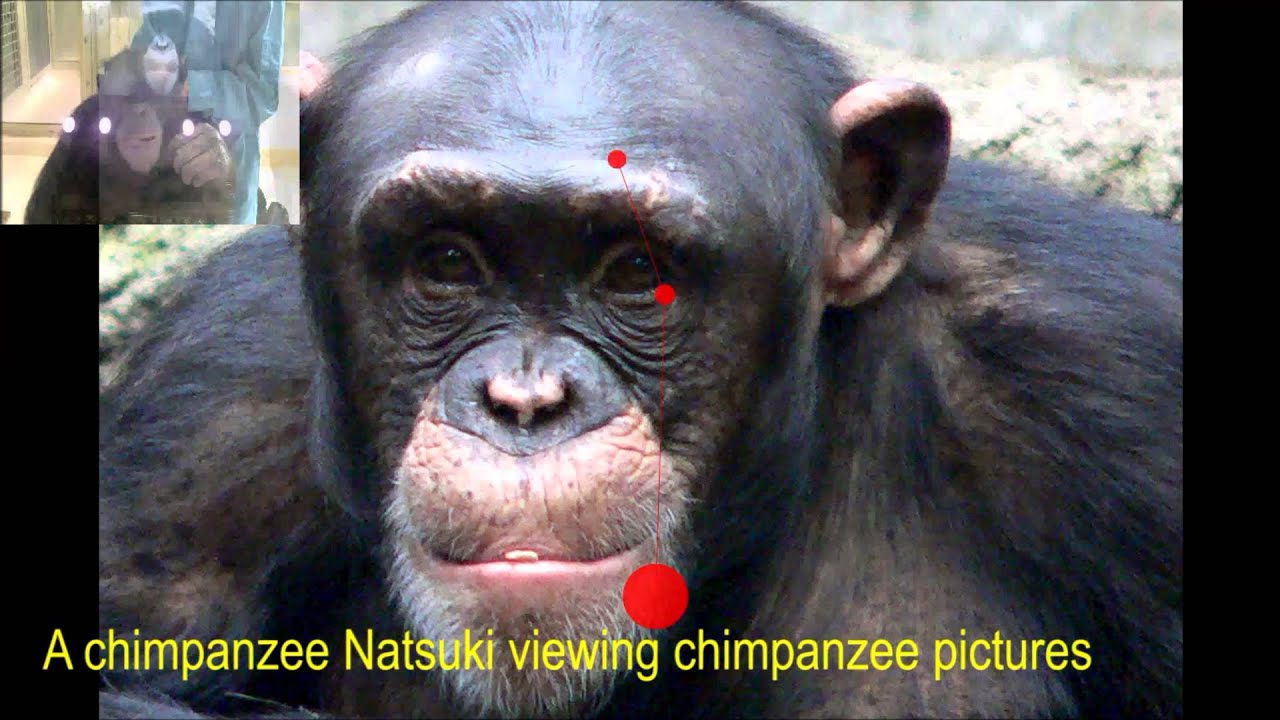 Social Attention in the Two Species of Pan Bonobos Make More Eye