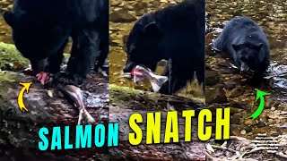 Black Bear Catches a Salmon
