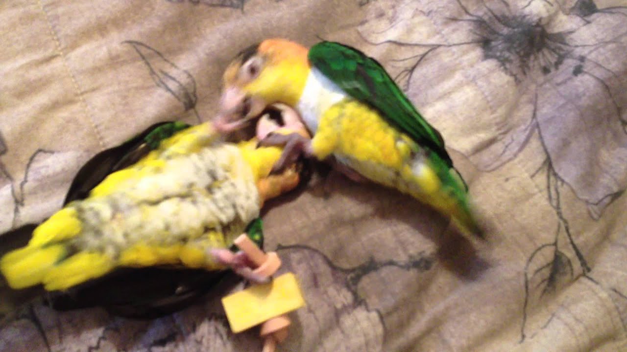 Caiques Playing with Foot Toy YouTube