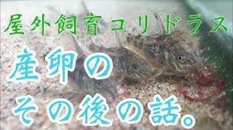 青コリ Youtube