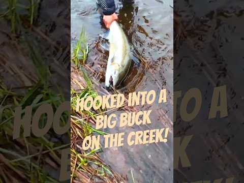 My biggest steelhead yet: a big buck on the creek