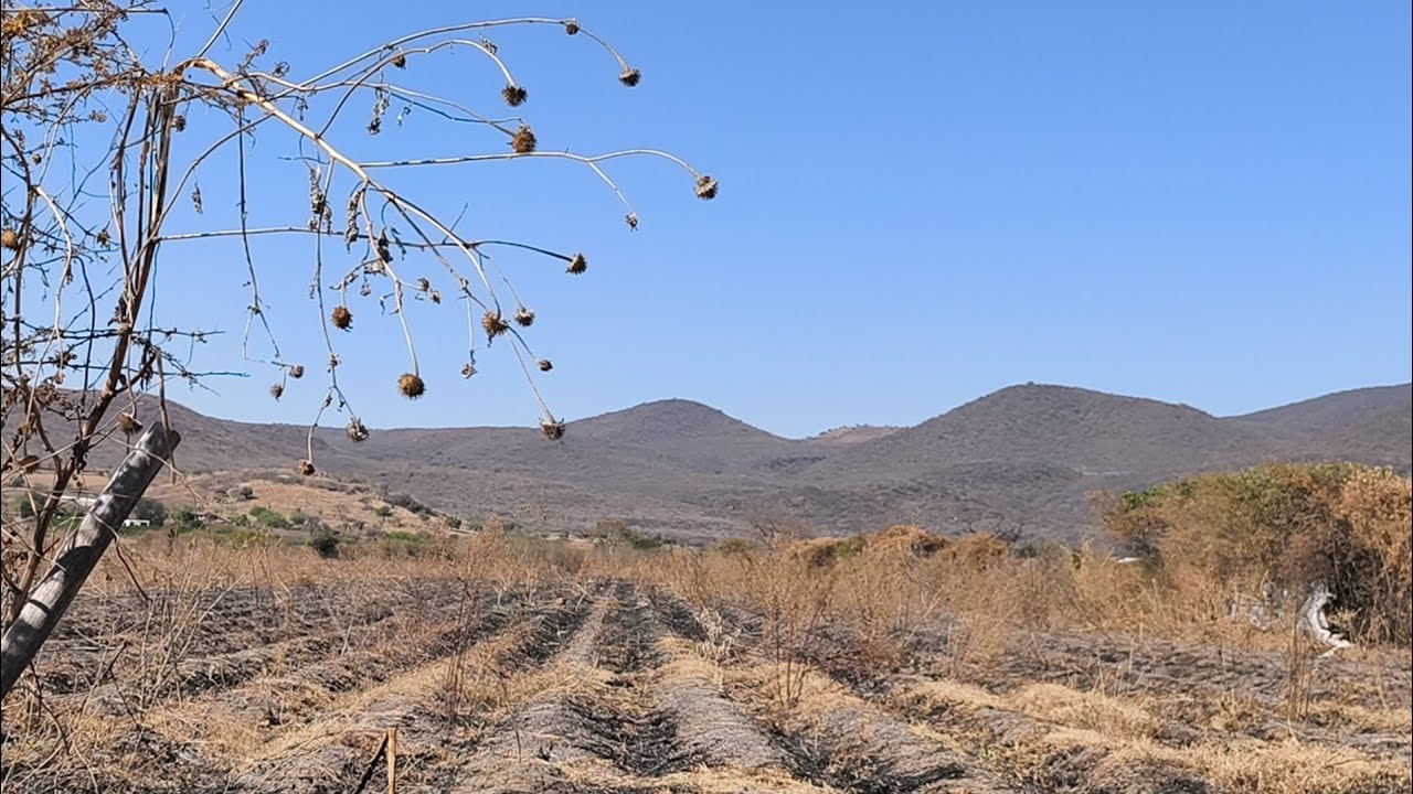 Las Zarquillas 2 de marzo de 2026. Muy seco y sin camotes del cerro @cotidiano399 