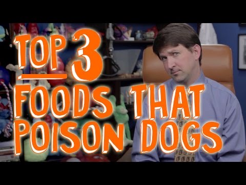 Video: Jsou laskavci jedovatí pro psy?