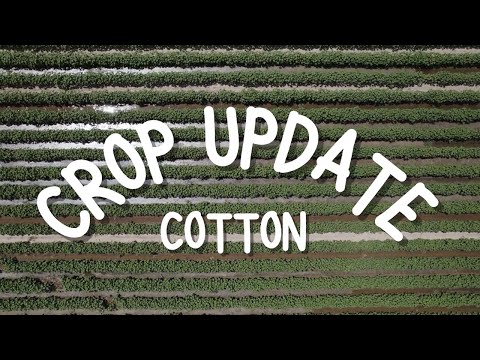 Bill Robertson | 2022 Cotton Update