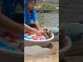nadiya ke pani han jaise# viral cg song #nature