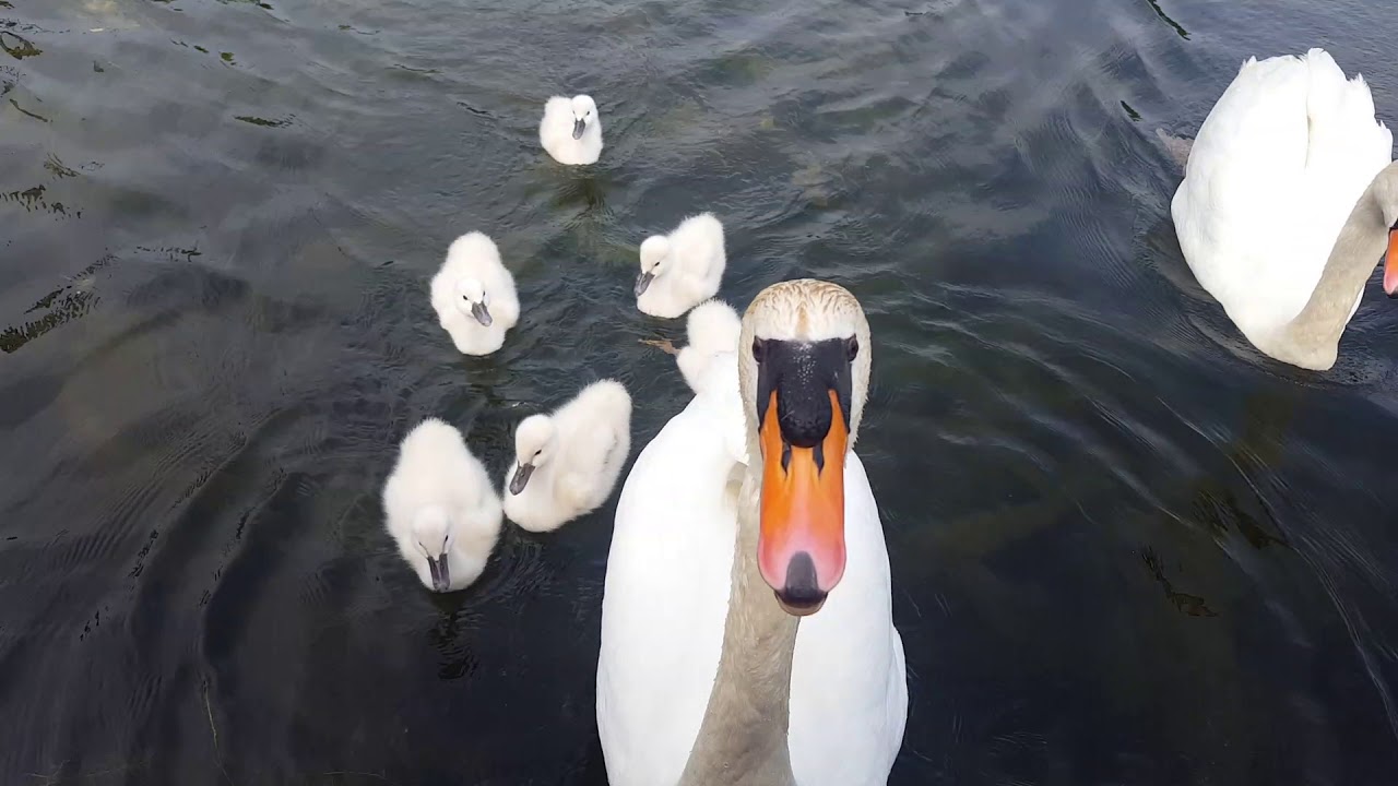Six young mute swans YouTube