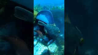 Sea hunting #deepseahunting #underwaterhunting #seafood #seaadventures #beach
