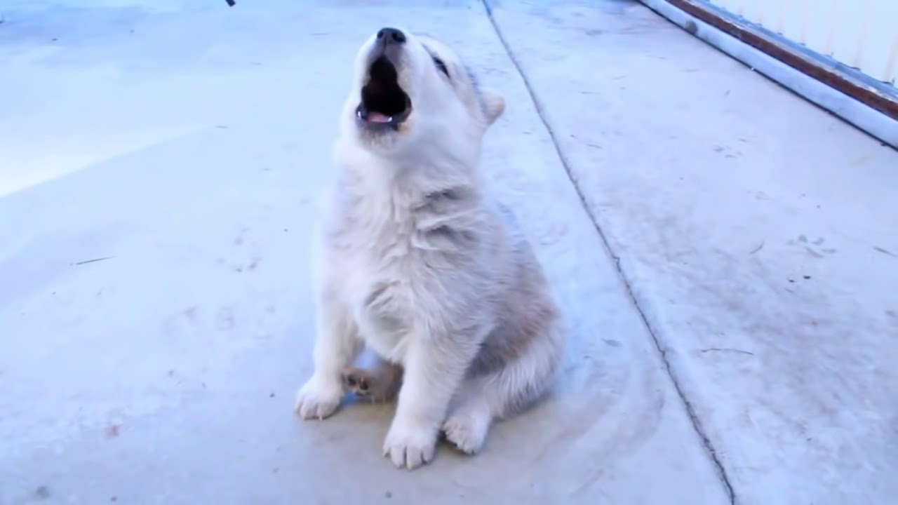 ハスキー犬の初めての遠吠え！ YouTube