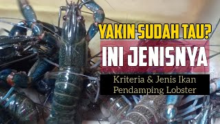 Budidaya Lobster Air Tawar : 5 Kriteria Ikan Pendamping Lobster