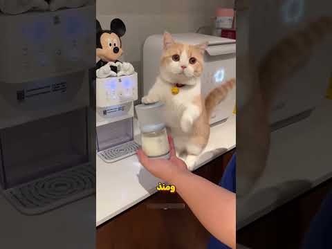 أصبحت القطة تغار من الطفل 