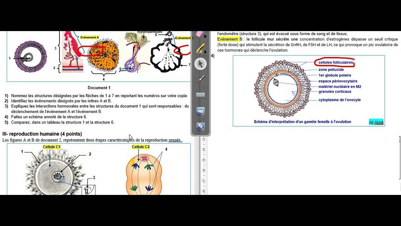 Maîtrisez le Bac SVT : corrigé du devoir de contrôle n°1 2023/2024