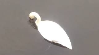 Tatjana Novak “Swan breakfast on the Swan lake”/Татьяна Новак “Лебединый завтрак на лебедином озере”