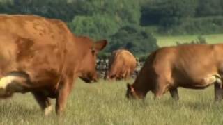 That Mitchell And Webb Look S04e04