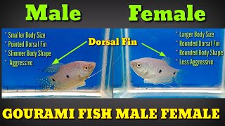 How To Identify Male And Female Gourami Fish