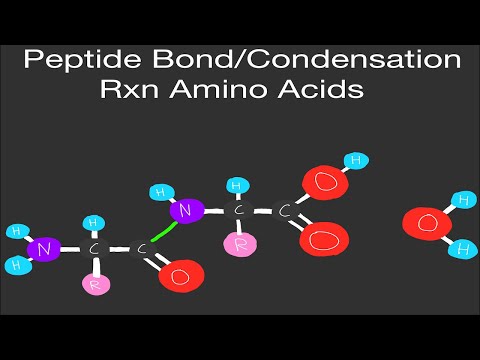Condensation Reaction: Peptide Bond Formation