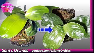 How to keep spider mites away from orchids by using food grade diatomaceous earth