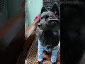 #trending #shorts #viral #reels #today #cute #comedy comedy video hindi