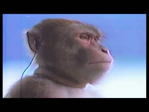 Gesi Bağları dinleyen maymun