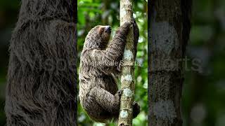 Three Toed Sloth#shorts #short #viral #trending #usashorts #satisfying #animals #wild #mrbeast