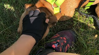 Bikejöring With My Staffordshire Bull Terrier