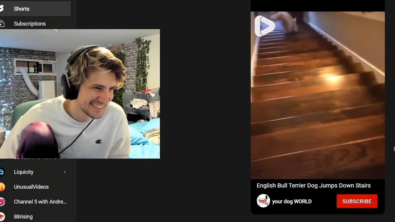 xqc reacts to English Bull Terrier Dog Jumps Down Stairs YouTube