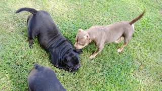 Minibulls Shout Out To Self Made Bullyz