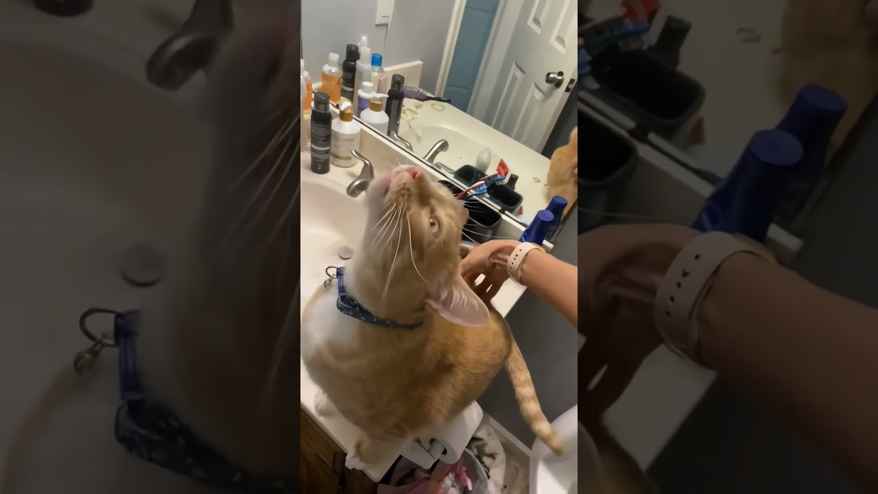 Cute and funny cat moments 😺🐾  credits to rightful owner 