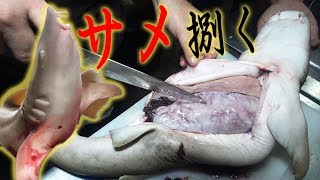 釣ったサメのパンパン胃袋を切ったら、ドス黒い何かが出てきた！【きまぐれクック&にしやん】