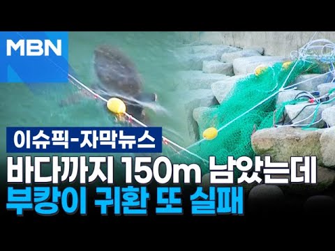[Subtitled News] Net snags on the bottom... 'Bugi' the shark fails to return to the sea again | I...