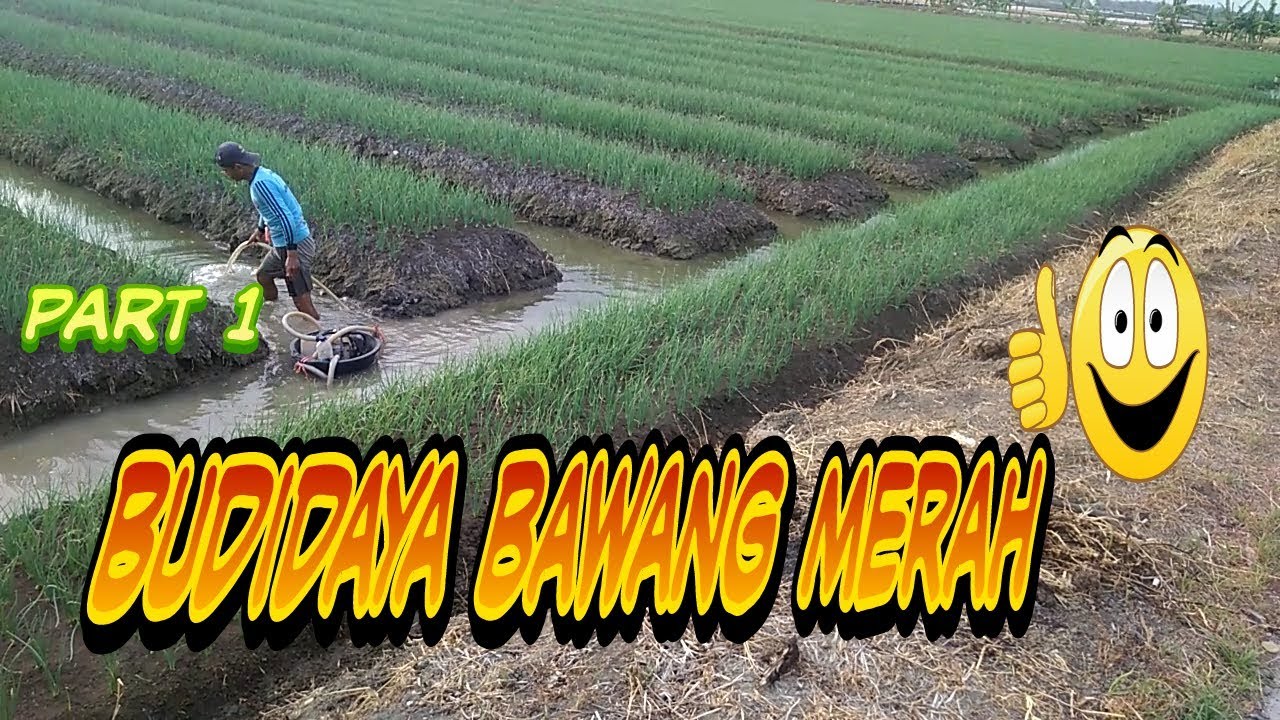 Budidaya bawang merah //part 1 