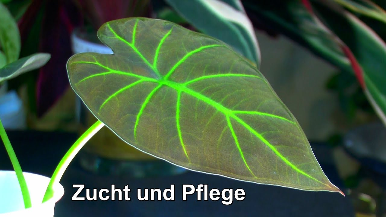 Pflanzen Zucht und Pflege der Zimmerpflanzen