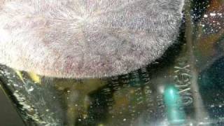 Sand dollar Dendraster feeding Pacific Sand Dollar Dendraster Excentricus